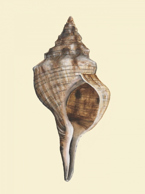 Neutral-Toned Seashells I