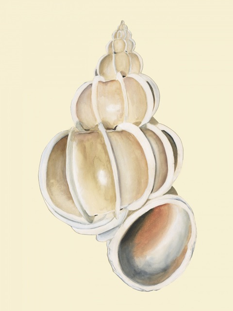 Neutral-Toned Seashells II