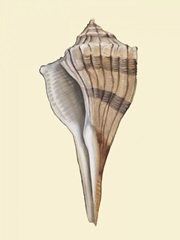 Neutral-Toned Seashells IV