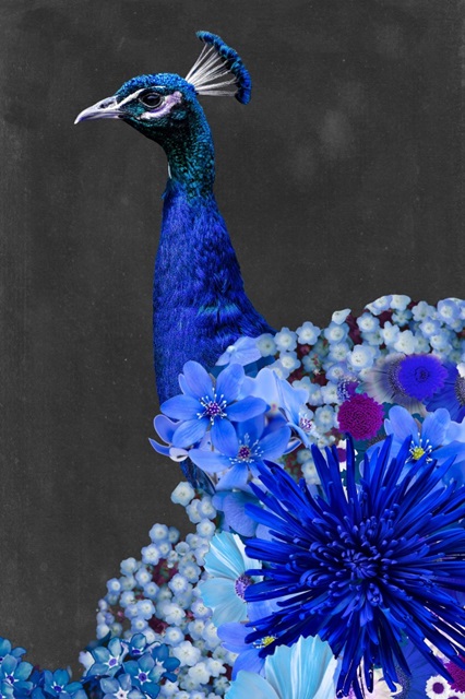 Peacock Collage I