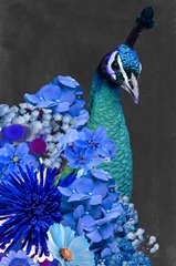 Peacock Collage II