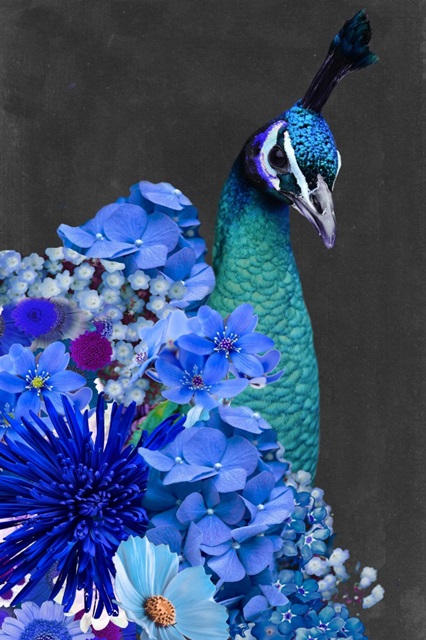 Peacock Collage II