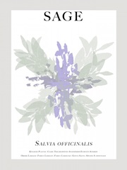 Sage
