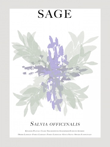 Sage