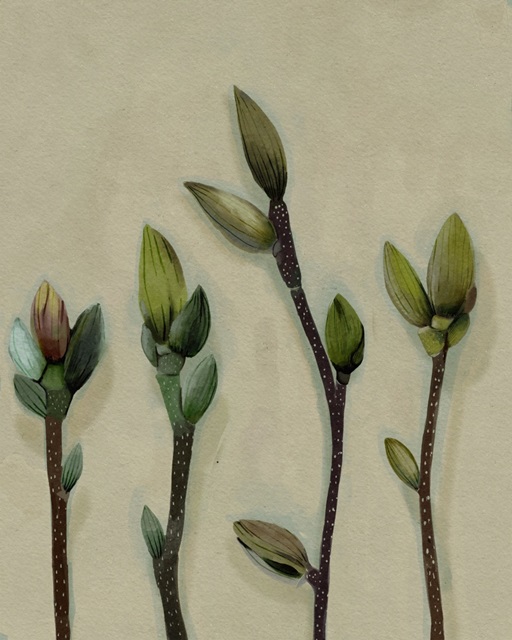 Buds I