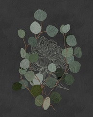 Eucalyptus Leaves III