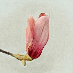 Magnolia Bud I