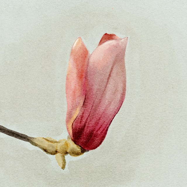 Magnolia Bud I