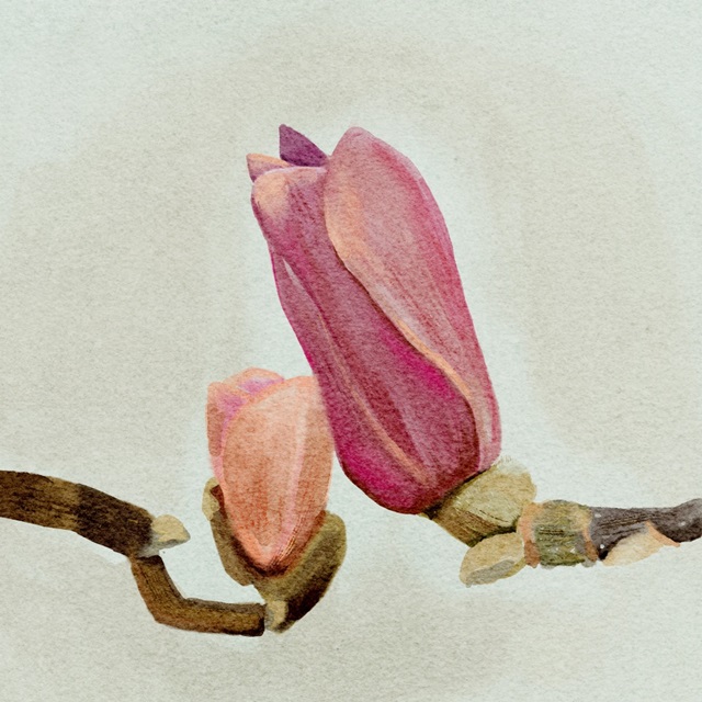 Magnolia Bud II