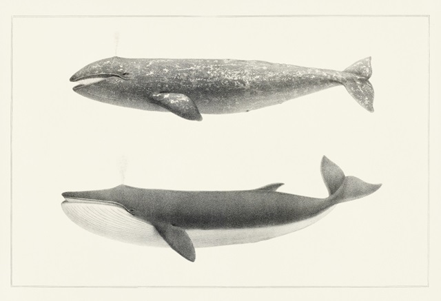 Breakwater Bay Duncarbit Melville's Whales II On Canvas by Charles Melville  Scammon Print