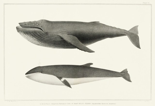 Melville's Whales II