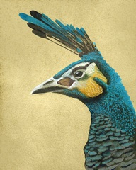 Peacock Profile I