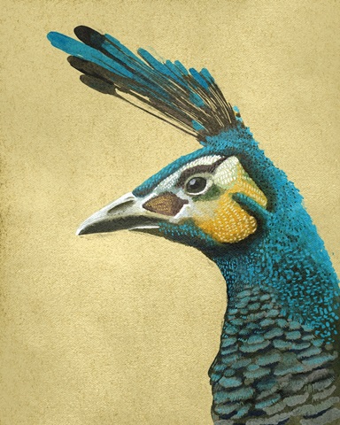 Peacock Profile I