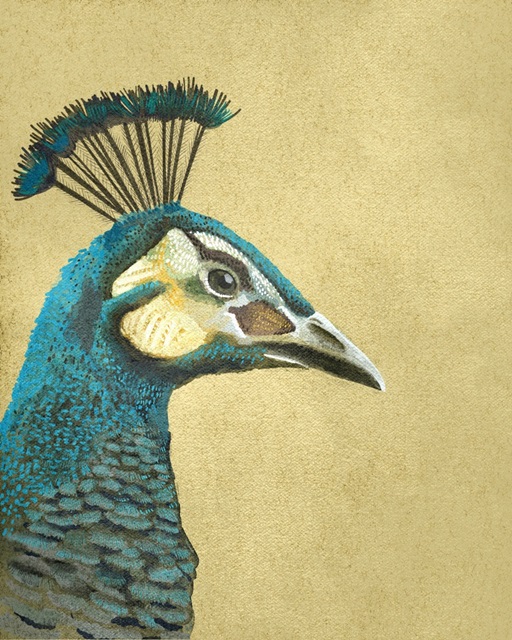 Peacock Profile II