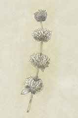 Seed Pods Study I