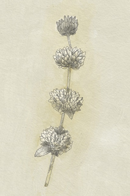 Seed Pods Study I