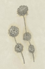 Seed Pods Study II