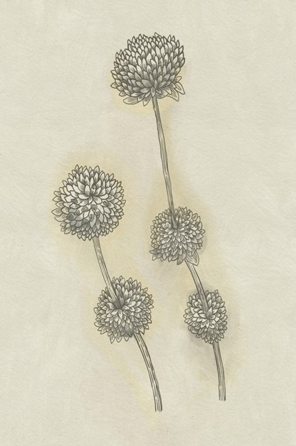 Seed Pods Study II