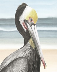 Pelican Beach I