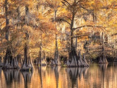 Bayou Light I