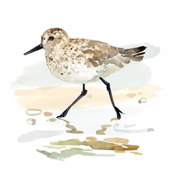 Freckled Sandpiper I