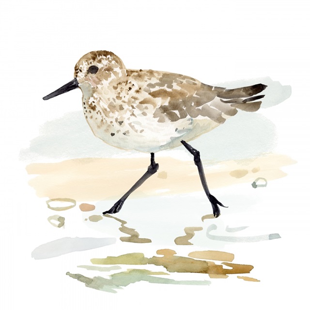 Freckled Sandpiper I