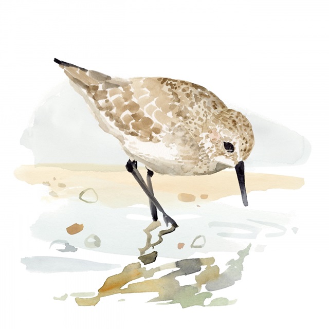 Freckled Sandpiper II