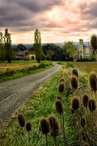 Chateau Tauzia Thistles