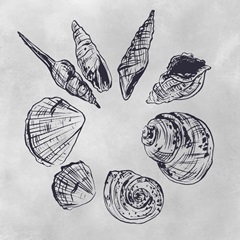 Ocean Seashells I