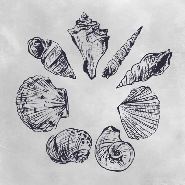 Ocean Seashells II