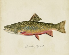 Freshwater Fish Study I