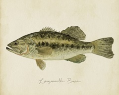 Freshwater Fish Study III