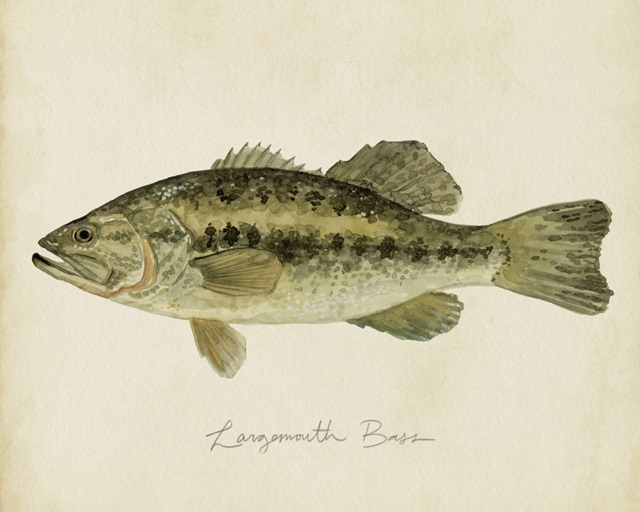 Freshwater Fish Study III