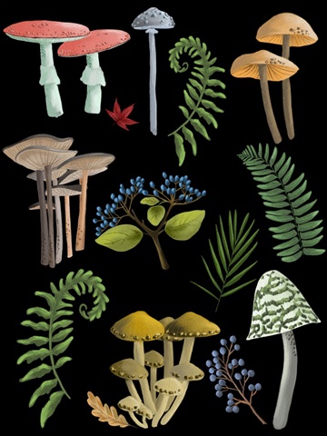 Natural Mushroom Beauties II