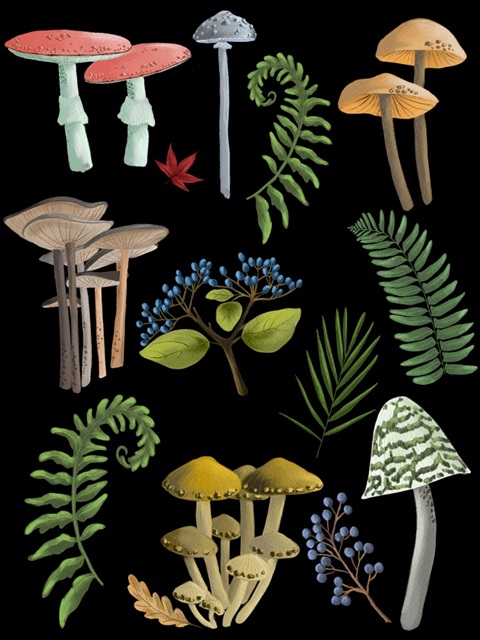 Natural Mushroom Beauties II