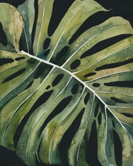 Nocturnal Monstera I
