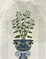 Classical Botanical 6