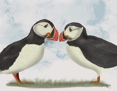 Puffin Love