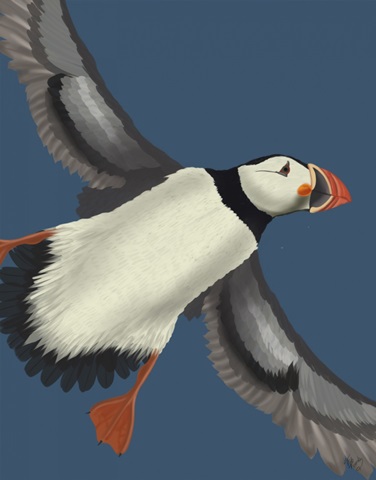 Puffin In Flight