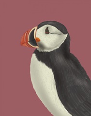 Puffin Portrait 3