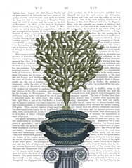 Classical Botanical 5