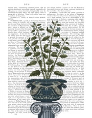 Classical Botanical 6