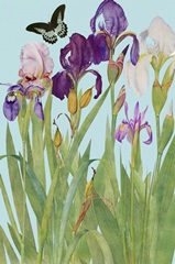 Iris Fantasy I