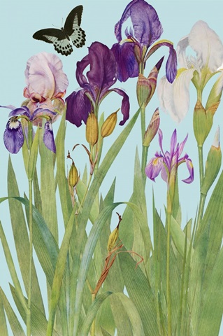 Iris Fantasy I