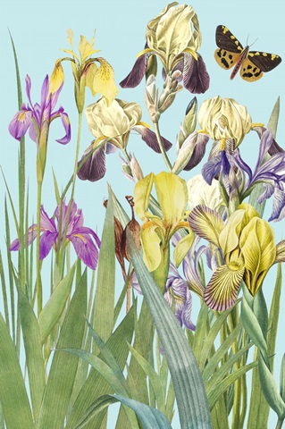 Iris Fantasy II