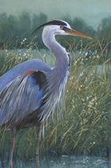 Wading Heron II