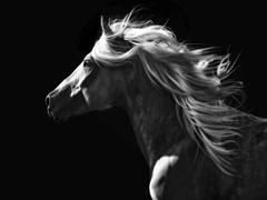 Running In the Wind II