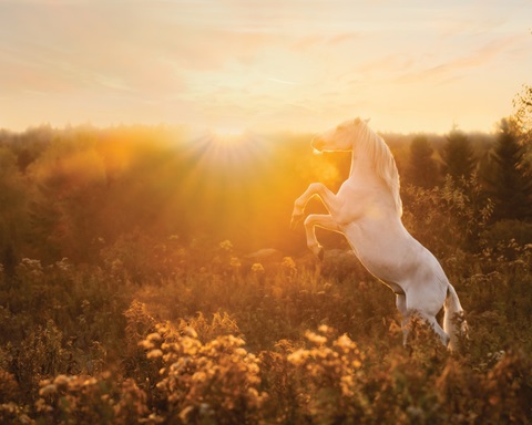 Into the Sun
