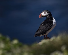 Puffin Bird I