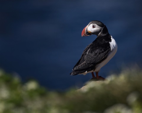 Puffin Bird I